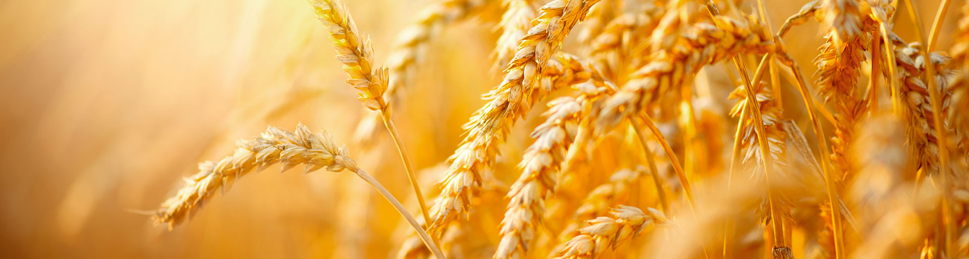 banner-cereal